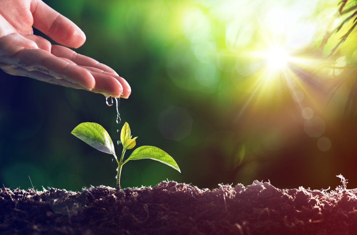 Growing plants homework help